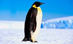 Звуки Пингвина — скачать бесплатно и слушать онлайн