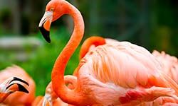 Звуки Фламинго — скачать бесплатно и слушать онлайн