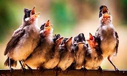 Звуки Пения птиц — скачать бесплатно и слушать онлайн