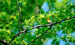 Звуки Птиц в лесу — скачать бесплатно и слушать онлайн