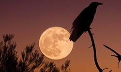 Звуки Ночных птиц — скачать бесплатно и слушать онлайн