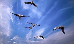 Звуки Полёта птиц — скачать бесплатно и слушать онлайн