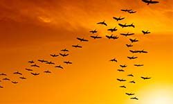 Звуки Перелётных птиц — скачать бесплатно и слушать онлайн