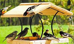 Звуки Для привлечения птиц — скачать бесплатно и слушать онлайн