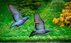 Звуки Отпугивающие голубей — скачать бесплатно и слушать онлайн