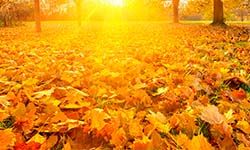 Звуки Шелеста листьев, падающих осенью, шорох шуршащих, шум опадающей листвы — скачать бесплатно и слушать онлайн
