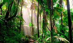 Звуки Тропического леса: птиц, зверей, дождя — скачать бесплатно и слушать онлайн