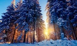 Звуки Леса Зимнего — скачать бесплатно и слушать онлайн