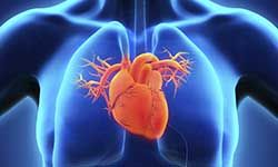 Звуки Биения и стука сердца: звуки кардиограммы — скачать бесплатно и слушать онлайн