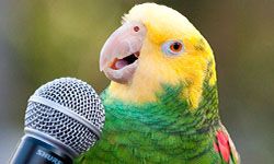 Звуки для попугаев, чтобы научить говорить — скачать бесплатно и слушать онлайн