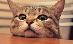 Звуки для кошек привлекающие внимание — скачать бесплатно и слушать онлайн