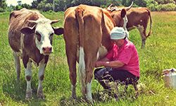 Звуки доения коровы — скачать бесплатно и слушать онлайн