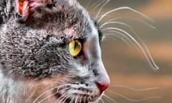 Звуки, которые раздражают котов и собак — скачать бесплатно и слушать онлайн