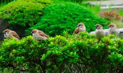 Атмосферные звуки парка птиц, красивое пение — скачать бесплатно и слушать онлайн