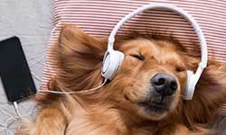Расслабляющая музыка для собак — скачать бесплатно и слушать онлайн