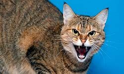 Звуки Агрессивной Кошки — скачать бесплатно и слушать онлайн