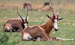 Звуки Антилопы — скачать бесплатно и слушать онлайн