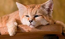 Звуки Барханного кота — скачать бесплатно и слушать онлайн