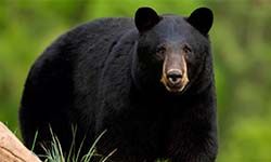 Звуки Черного медведя барибала — скачать бесплатно и слушать онлайн