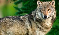 Звуки Волка — скачать бесплатно и слушать онлайн