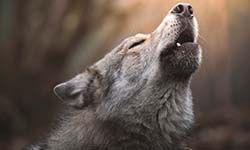 Звуки Воя волка — скачать бесплатно и слушать онлайн