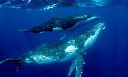 Звуки Горбатого кита — скачать бесплатно и слушать онлайн