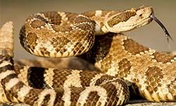Звуки Гремучей змеи — скачать бесплатно и слушать онлайн