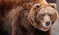 Звуки Бурого медведя Гризли — скачать бесплатно и слушать онлайн