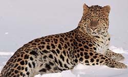 Звуки Дальневосточного леопарда — скачать бесплатно и слушать онлайн