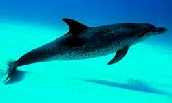 Звуки Дельфинов — скачать бесплатно и слушать онлайн