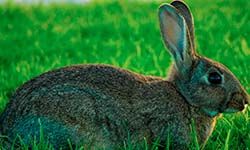 Звуки Дикого кролика — скачать бесплатно и слушать онлайн