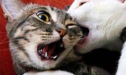 Звуки Драки кошек — скачать бесплатно и слушать онлайн