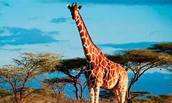Звуки Жирафа — скачать бесплатно и слушать онлайн