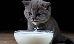 Звуки Кошка лакает молоко — скачать бесплатно и слушать онлайн