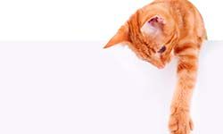 Звуки Кошка стучит лапами — скачать бесплатно и слушать онлайн