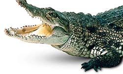 Звуки Крокодила — скачать бесплатно и слушать онлайн