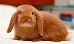 Звуки Кролика — скачать бесплатно и слушать онлайн