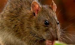 Звуки Крысы — скачать бесплатно и слушать онлайн