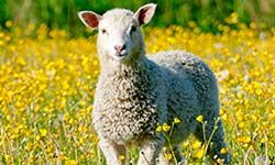 Звуки Овцы — скачать бесплатно и слушать онлайн