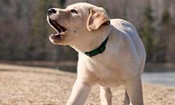 Звуки Лая собак — скачать бесплатно и слушать онлайн