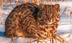 Звуки Лесного кота — скачать бесплатно и слушать онлайн