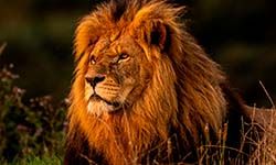 Звуки Льва — скачать бесплатно и слушать онлайн