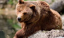 Звуки Медведя — скачать бесплатно и слушать онлайн