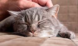 Звуки Мурчания кошек — скачать бесплатно и слушать онлайн