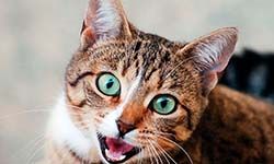 Звуки Мяуканья кошки — скачать бесплатно и слушать онлайн