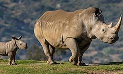 Звуки Носорога — скачать бесплатно и слушать онлайн