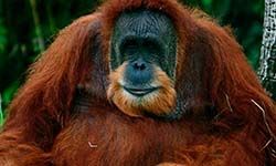 Звуки Орангутана — скачать бесплатно и слушать онлайн