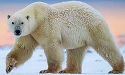 Звуки Белого медведя — скачать бесплатно и слушать онлайн