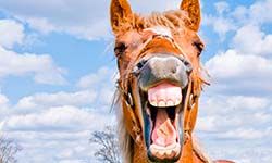 Звуки Ржания лошади — скачать бесплатно и слушать онлайн