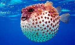 Звуки Рыбы фугу — скачать бесплатно и слушать онлайн